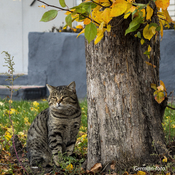Кот учёный... / у дерева думу думает