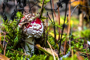 &nbsp; / В лесу осень.