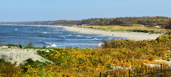 Балтийская осень / Здесь очень-очень свежий и крепкий ветер, синее-синее море, белоснежный песок и золотой берег от пронзительно-жетлых листьев шиповника. Он здесь очень крупный. Шиповником усеяно почти всё побережье региона. Да, ещё одна интересная подробность про балтийский шиповник: оказывается, он был завезён в Восточную Пруссию с Дальнего Востока примерно 90-100 лет назад с целью укрепления дюн!