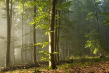 Рассвет / Туманное утро в лесу.