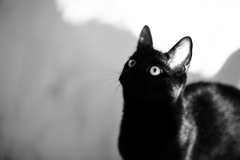 Cat / Black cat