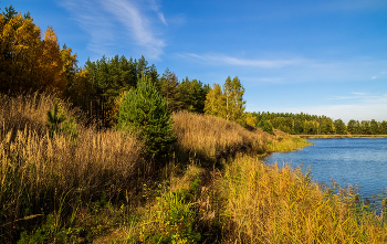 Бабье лето в 2022 году # 02 / 09.10.2022 Дальний восток Московской области, Дрезна