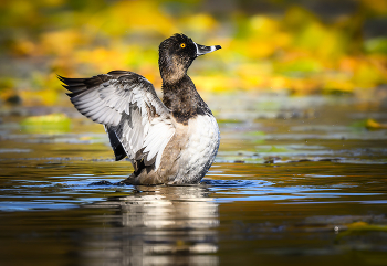 Ring-necked duck (male) / Ошейниковая чернеть (самец), или кольчатая чернеть (Aythya collaris)

Предпочитает озера, где в камыше можно построить гнездо. Любят мелководье с надводной растительностью, такой как осока, лилии, различные кустарники. Могут встречаться на водохранилищах.

Питание птиц преимущественно растительное. Они принимают в большом количества семена, рдест и другие болотные и береговые растения. До 20% питания составляет животная пища. Птицы питаются личинками насекомых, моллюсками, червями и ракообразными, которых они съедают часто неумышленно вместе с растительным кормом. Выводок и молодые птицы также преимущественно питаются растениями, это необычно, так как это питание значительно беднее энергией, чем животная пища.

Сильная и быстрая утка, может взлететь прямо из воды без разбега