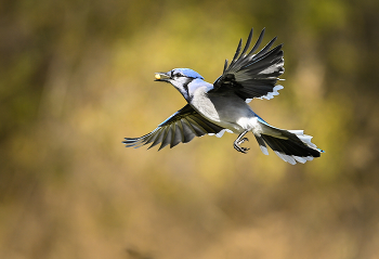 Blue Jay / Многие замечают, что голубые сойки, довольно тихие весной и летом, осенью становятся шумными . Весной и в начале лета, когда они гнездятся, сойки, как правило, более скрытны. Осенью, когда они роются в поисках еды, а ястребы присутствуют чаще, они сообщают разнообразную информацию и предупреждения своими криками.