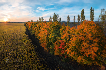 Клёны в осеннем разноцветье / Лесопосадка из тополей и клёна. 
Красногвардейский район. Сентябрь, 2022 года.
Из фотопроекта "Земля Белгородская».