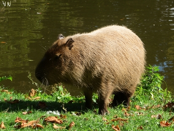 Капибара (Capybara) / Зоопарк Хагенбека (нем. Tierpark Hagenbeck) основан в 1907 году Карлом Хагенбеком - учёным, коммерсантом, дрессировщиком и до сих пор принадлежит его семье. На 25 га для животных созданы природные условия их обитания.

Короткая видео-зарисовка о сусликах и пингвинах:

https://www.youtube.com/watch?v=WnAX2MIXXMs

Слайд-шоу &quot;Зоопарк Гамбурга&quot;:

https://www.youtube.com/watch?v=Ms1GfBntMoE

Парк дикой природы &quot;Чёрные горы&quot; (Wildpark Schwarze Berge)


https://www.youtube.com/watch?v=iTrPFuCO4Jw&amp;t=7s

Слайд-шоу &quot;Вересковая долина&quot;:

https://www.youtube.com/watch?v=DMM68wkJe-g

Слайд-шоу &quot;Птицы&quot;

https://www.youtube.com/watch?v=b5vziYLabQ4&amp;t=14s

Слайд-шоу &quot;Лебеди&quot;

https://www.youtube.com/watch?v=CAeNjlhBcFc&amp;t=10s