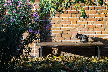 Кошка умывается -к гостям / Хорошо под осенним солнцем