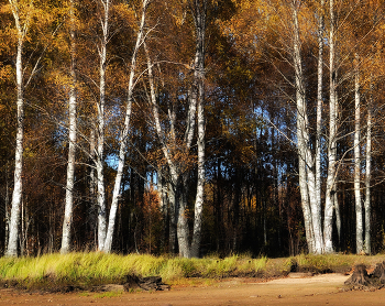 Берёзовый этюд. / ***