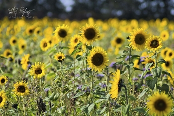  / Ein Sonnenblumenfeld