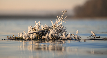 Осенние заморозки. / Водоросли на реке.