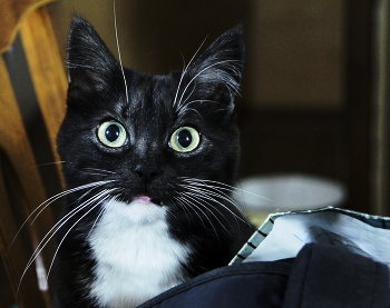 Даша / С мамой?! В сумке? Хоть на край света!шкодливая вездесущая