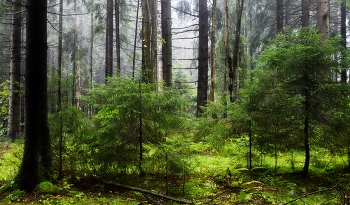 В утреннем лесу..... / Петербург -Юкки. Август