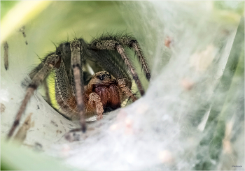 Гнездовой / Воронковый паук (Agelenidae)