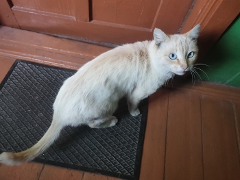 беляш / котик идет домой