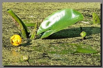 НА СТАРОМ ПРУДУ / заросший пруд. кувшинка.