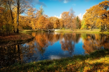 Золото осени / Царское Село. Александровский парк. Октябрь 2022