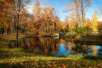 Золото осени / Царское Село. Александровский парк. Октябрь 2022