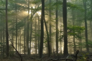 Сквозь туман / Рассвет в осеннем лесу.