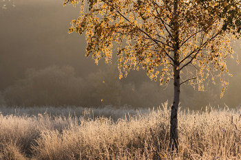 Тихий звон / Утро было морозным и туманным. Все вокруг было покрыто инеем, сверкало и переливалось на солнышке. Было очень тихо, ветра не было, но листочки под тяжестью инея срывались с деревьев, падали и кристаллики льда разбивались, издавая хрустальный звон…