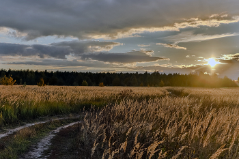 Закат над полем... / Вечер, уставшее солнце медленно опускается за горизонт, освещая траву...