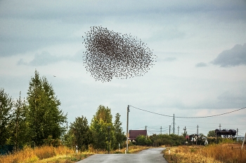 Скворчиный рой / Татарстан,Тихий плес