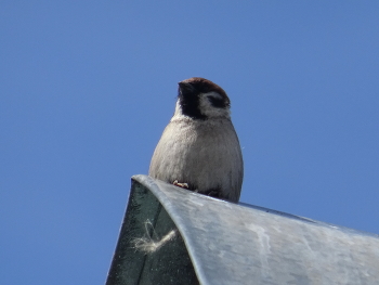 Птицы умеют летать / Птицы умеют летать