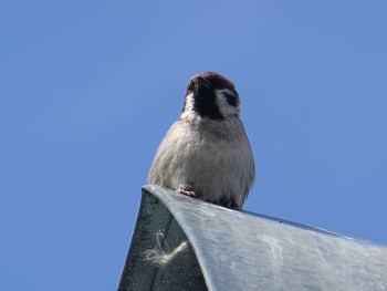 Птицы умеют летать / Птицы умеют летать