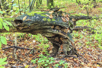 На корне опавшего дерева.. / Осенним утром в лесу. Опавшее дерево в лесу, корень дерева и на нем грибы. По всему корню грибочки,
Когда прошли дожди и вросли грибы. Среди осеннего леса и опавшей листвы.