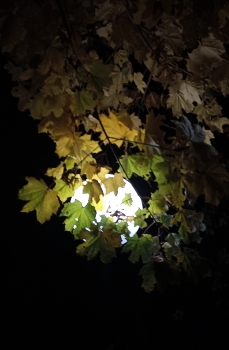 Красота кроется в деталях / Листья окружили фонарь в ночном парке
