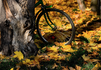 Старое дерево... / Старое дерево и старый велосипед...