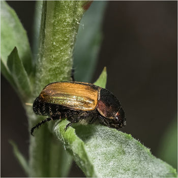 &nbsp; / Луговой хрущик Anomala dubia (Scop., 1763)