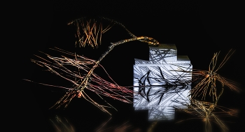 Сосна. / Натюрморт.