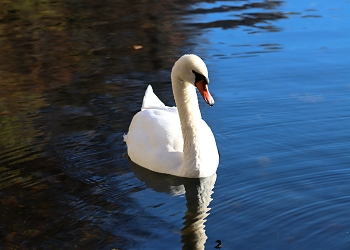 На Патриаршем пруду / На Патриаршем пруду
