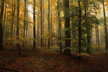 Наряды осени.. / Осенний лесной пейзаж. Туманное утро.