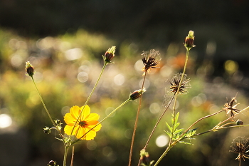 Осенний этюд / Обласканные осенним солнцем