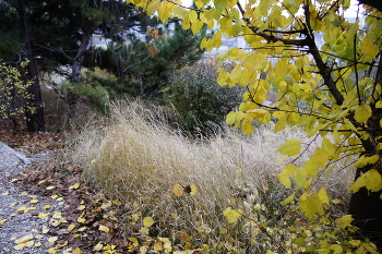 Шёлковая осень / Трава мягкая шёлковистая