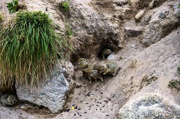 Суслики Джилы-Су / Кавказ. Северное Приэльбрусье