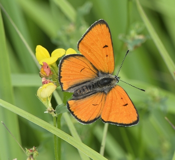 &nbsp; / лето, мотылёк