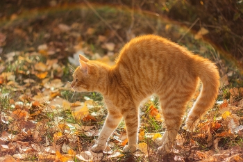 Золотой одногорбый кот / https://www.youtube.com/watch?v=wGeI6cjf72E