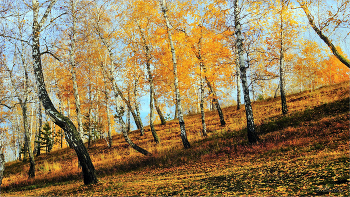 Ты прекрасна, осень! / Этюды об осени: в берёзовой рощице
