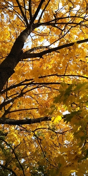 Золотая осень / Красота листьев дерева осенью