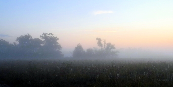 Летом в лугу. / ***