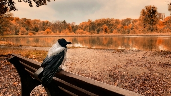 Осенний созерцатель. / Вчера в парке недалеко от дома увидела этого ворона.Погрузившись в себя он , он спокойно смотрел на озеро и плавающих там уток.Созерцал...Оказался вполне ручным домашним питомцем.Просто гулял с хозяином)).