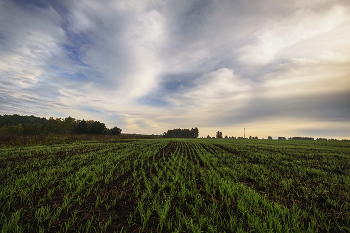 Озимые / В поле,на рассвете