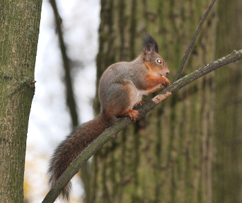 Белка / Царицыно