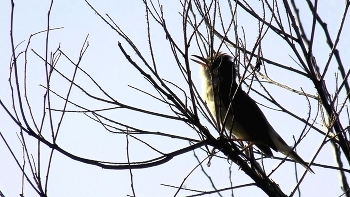 УСЛЫШЬ МЕНЯ ... / ПОЛЕ ПТИЦА