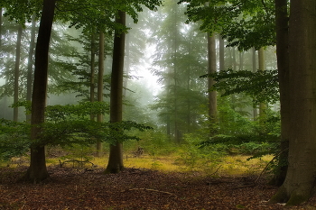 Сентябрь в кадре / Осеннее туманное утро в лесу.