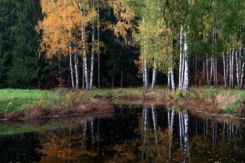 Берёзки / Осенний Павловск