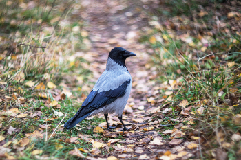 &nbsp; / ворона, гелиос 40-2С 85mm f/1.5