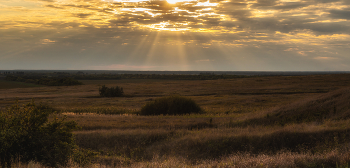 В золотых лучах. / ...